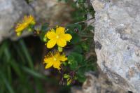 Hypericum nummularium