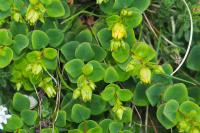 Hypericum nummularium