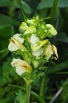Pedicularis tuberosa