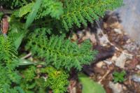 Pedicularis tuberosa