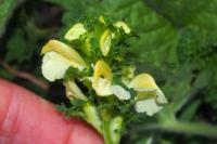 Pedicularis tuberosa