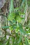 Bupleurum angulosum
