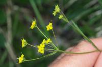 Bupleurum ranunculoides subsp. ranunculoides