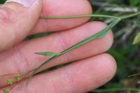 Bupleurum ranunculoides subsp. ranunculoides