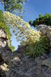 Saxifraga longifolia