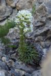 Saxifraga longifolia