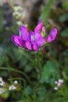 Oxytropis neglecta