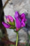 Oxytropis neglecta