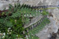 Oxytropis neglecta