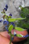 Oxytropis neglecta