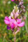 Onobrychis viciifolia