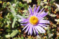 Aster alpinus