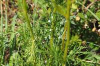 Jacobaea adonidifolia