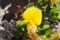 Ononis striata