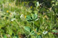 Thalictrum macrocarpum