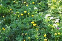 Trollius europaeus