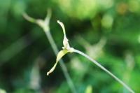 Thalictrum macrocarpum