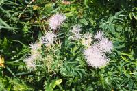 Thalictrum aquilegiifolium