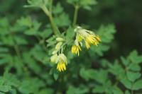 Thalictrum minus