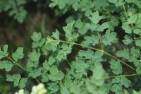 Thalictrum minus