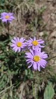 Aster alpinus