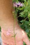 Lychnis flos-cuculi