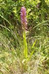 Dactylorhiza incarnata