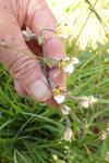 Epipactis palustris
