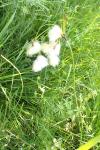 Eriophorum latifolium