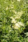 Filipendula ulmaria