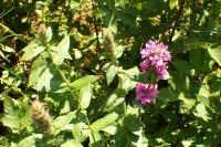 Lythrum salicaria