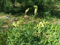 Aconitum lycoctonum subsp. neapolitanum