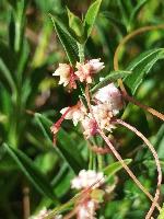 Cuscuta epithymum