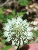 Astrantia major subsp. involucrata