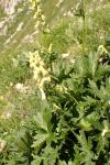 Aconitum lycoctonum subsp. lycoctonum