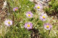 Aster alpinus