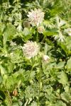 Astrantia major