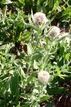 Centaurea uniflora