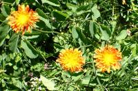 Crepis aurea