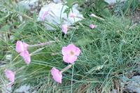 Dianthus saxicola