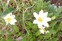 Dryas octopetala