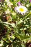 Erigeron