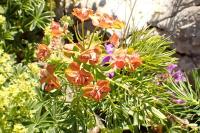 Euphorbia cyparissias
