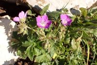 Geranium sylvaticum