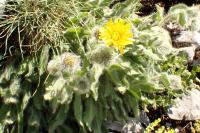 Hieracium villosum
