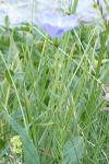 Linum alpinum