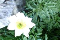 Pulsatilla alpina