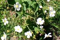 Ranunculus aconitifolius