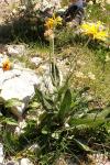 Senecio doronicum
