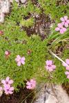 Silene acaulis